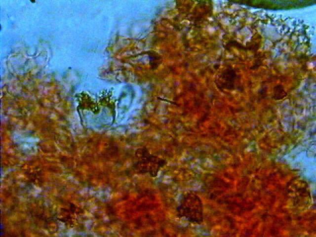 Marasmius anomalus var. microsporus (Mre.) Ant.